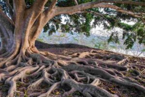 巨大的树和根的图像，用于关于健康平等的博客文章